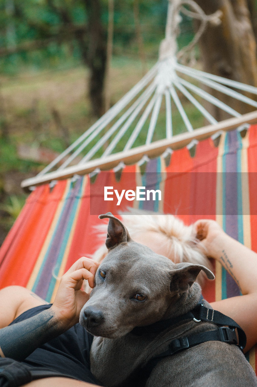 Dog lying down on hammock
