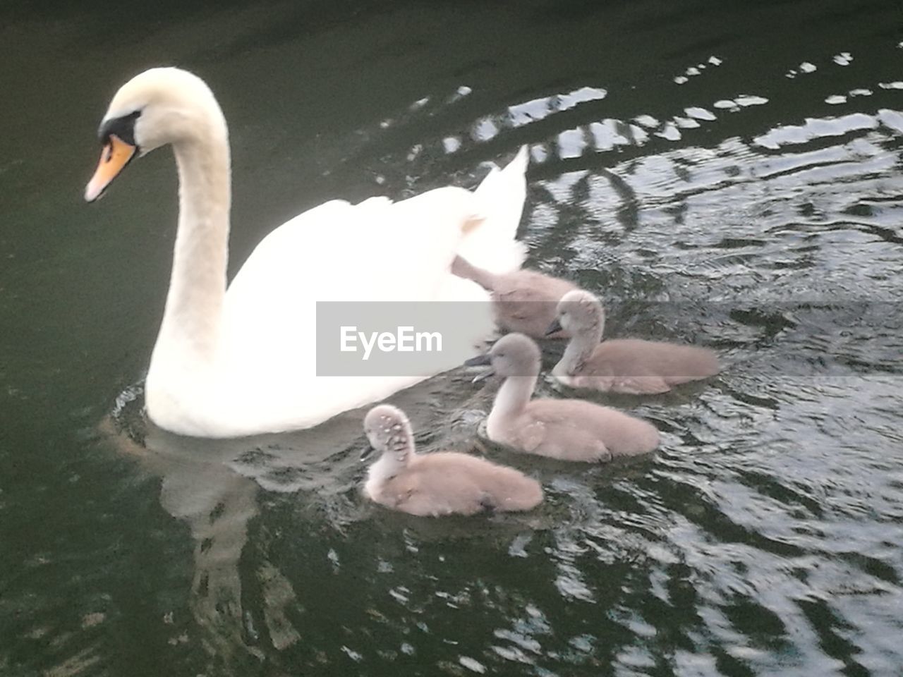 CLOSE-UP OF SWAN FLOATING ON LAKE