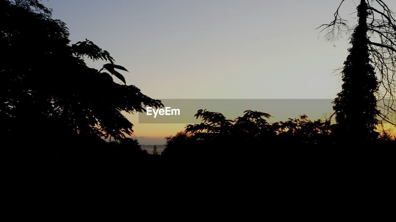 SILHOUETTE OF TREES AT SUNSET