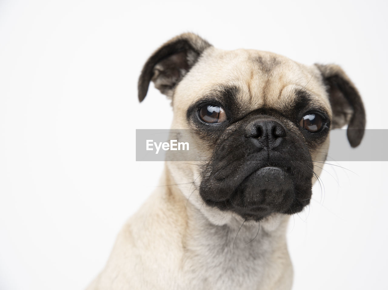 Close-up portrait of dog sitting against white background