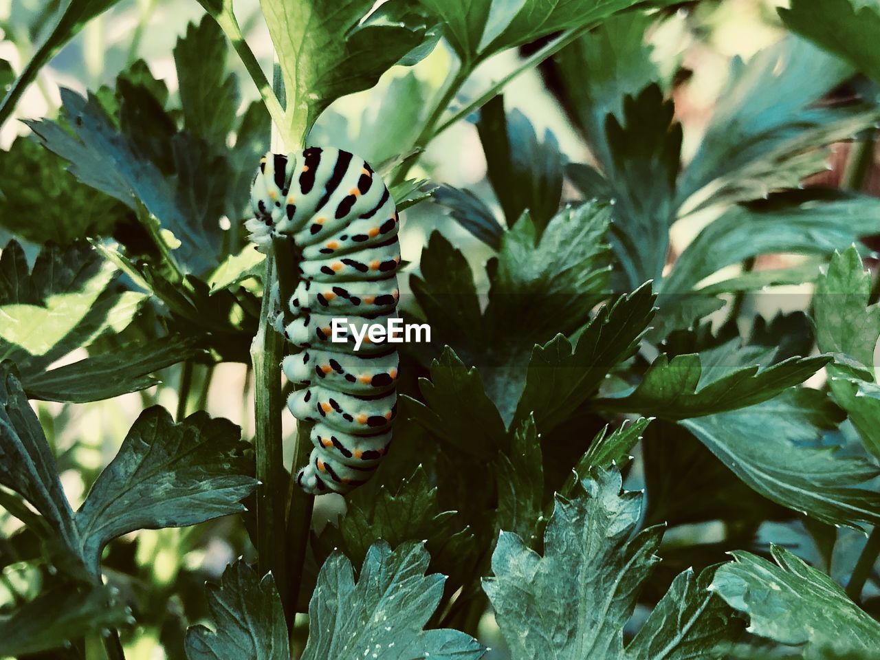 CLOSE-UP OF INSECT ON LEAVES