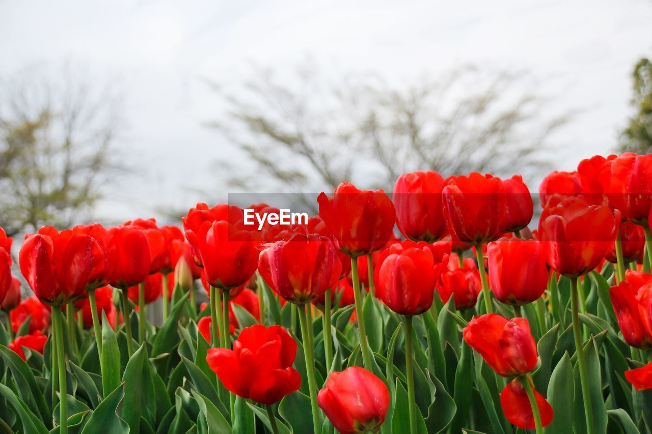 Close-up of red poppies blooming on field against sky