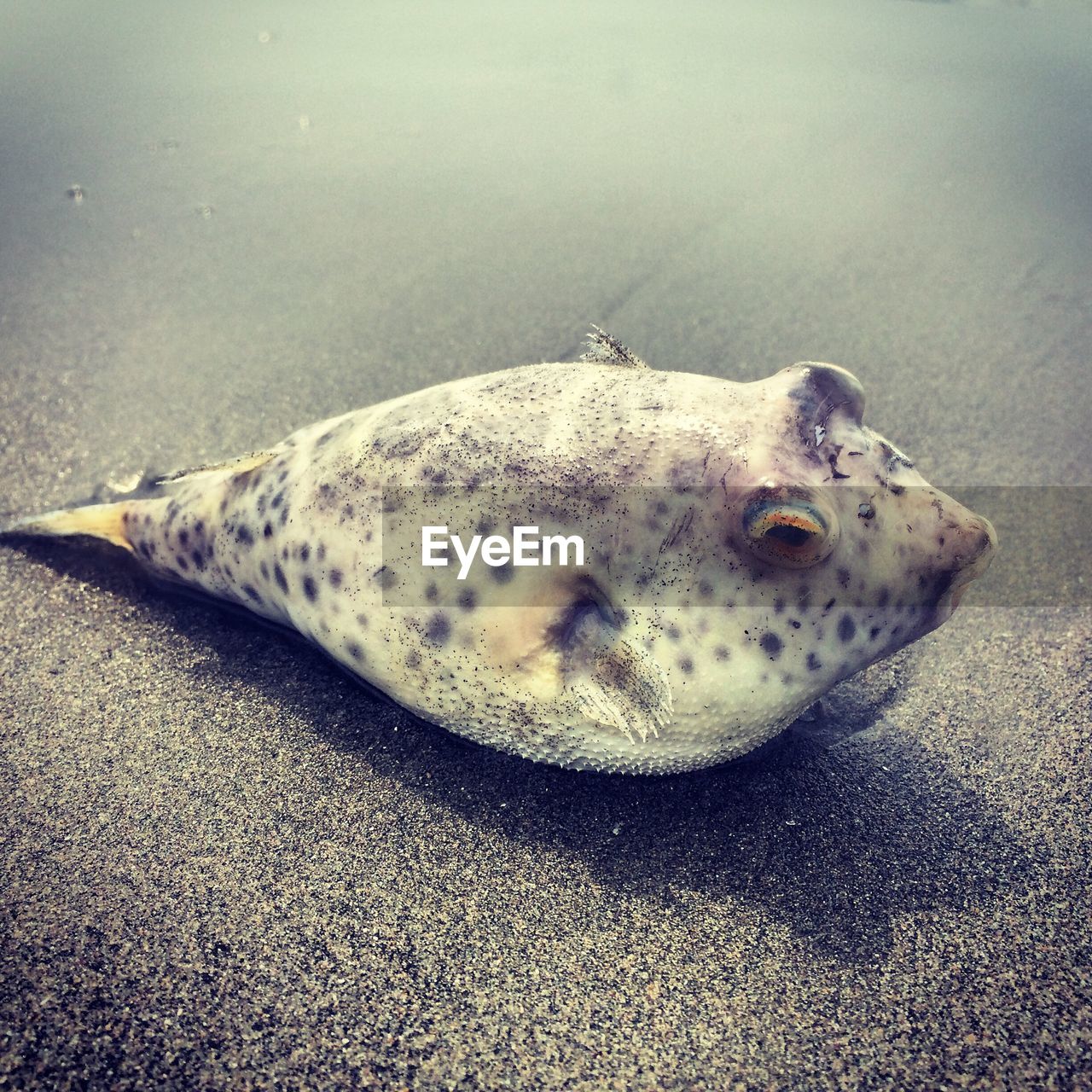 High angle view of blowfish in sea