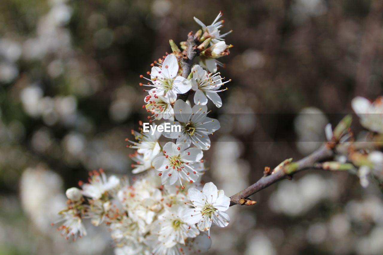 CLOSE-UP OF WHITE FLOWERS BLOOMING ON TREE