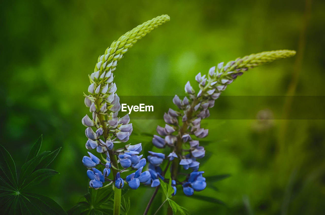 Close-up of purple flowering plant on field