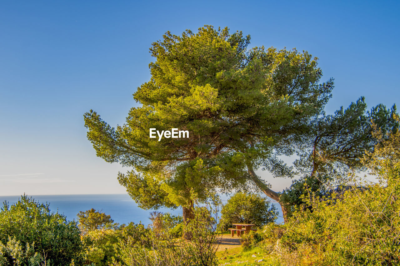 plant, tree, sky, nature, leaf, beauty in nature, autumn, scenics - nature, land, tranquility, no people, blue, landscape, environment, clear sky, growth, flower, green, yellow, tranquil scene, outdoors, day, water, non-urban scene, meadow, sunlight, travel destinations, travel, sunny, tourism, idyllic, pine tree