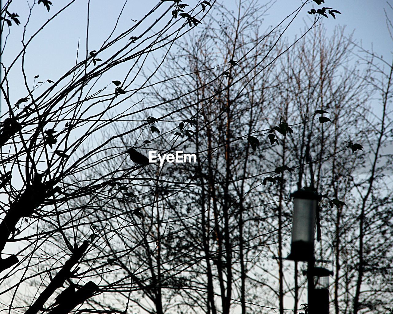 LOW ANGLE VIEW OF BIRD PERCHING ON TREE