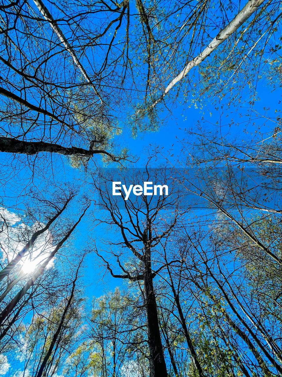 LOW ANGLE VIEW OF BARE TREES AGAINST CLEAR BLUE SKY