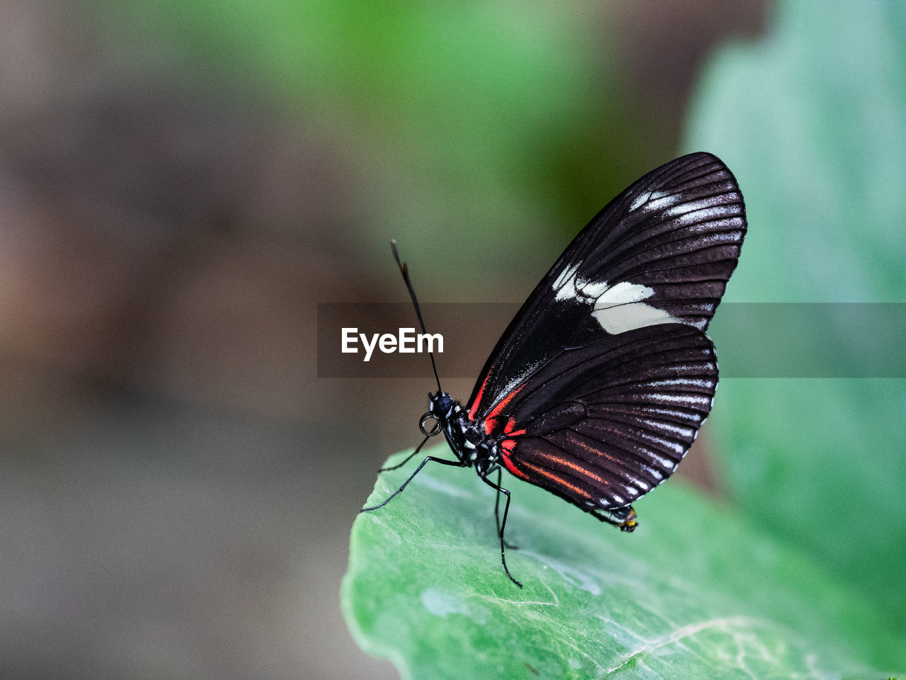 CLOSE-UP OF BUTTERFLY