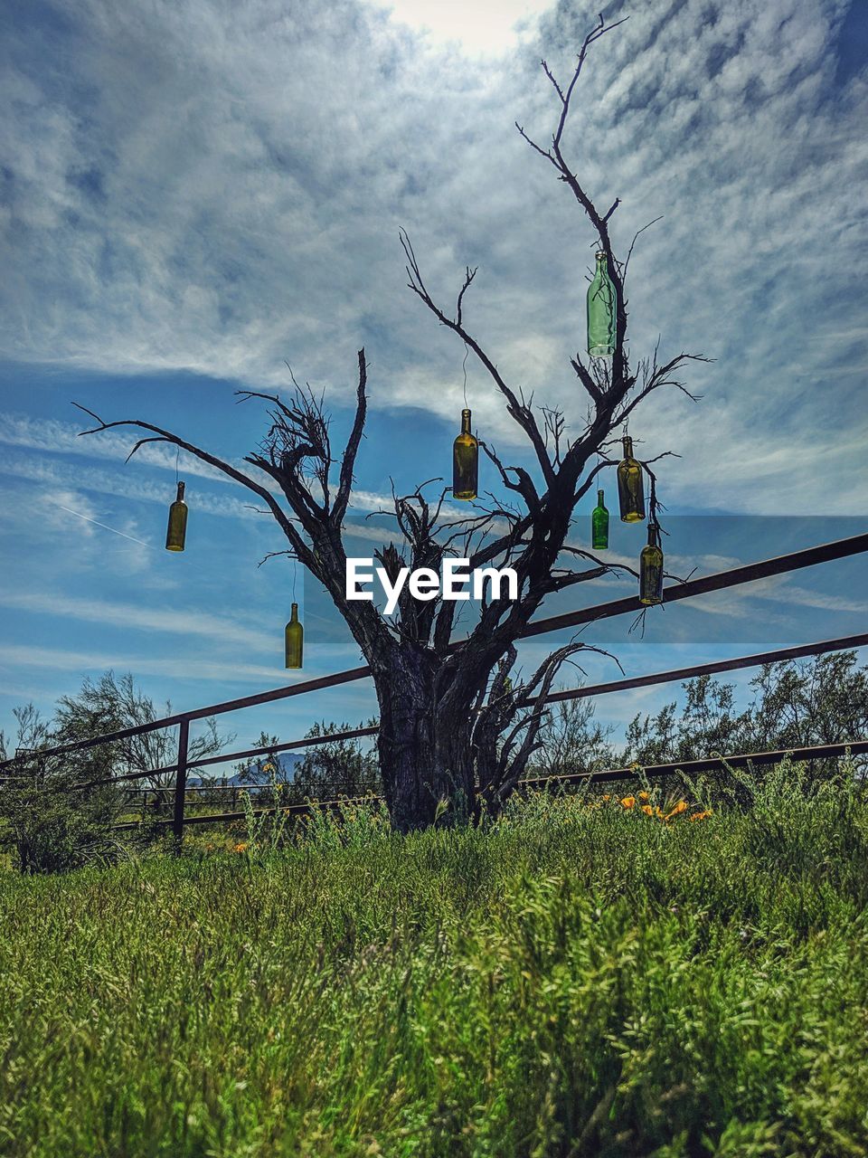 PLANTS GROWING ON LAND