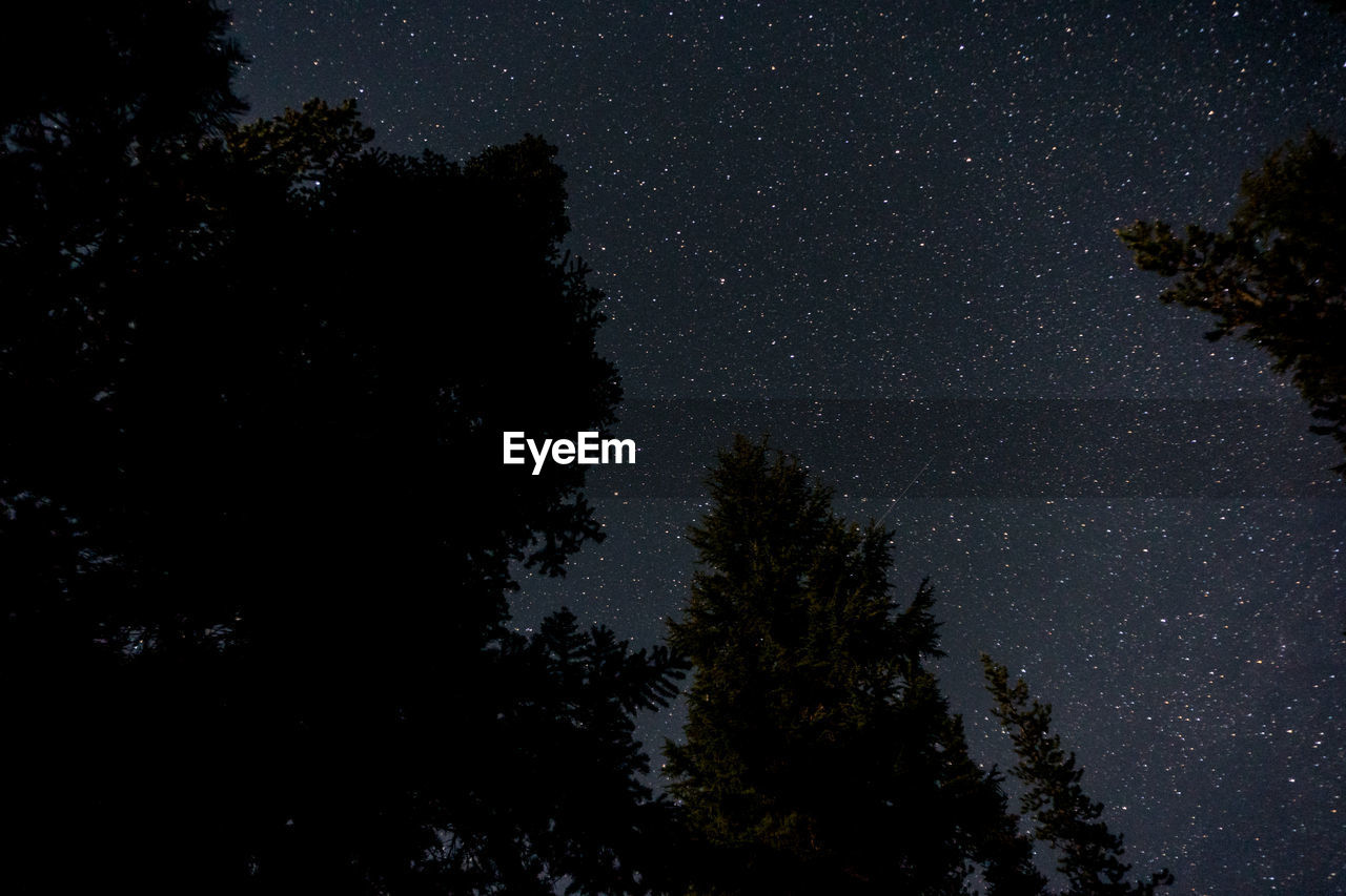 Low angle view of silhouette trees against starry sky