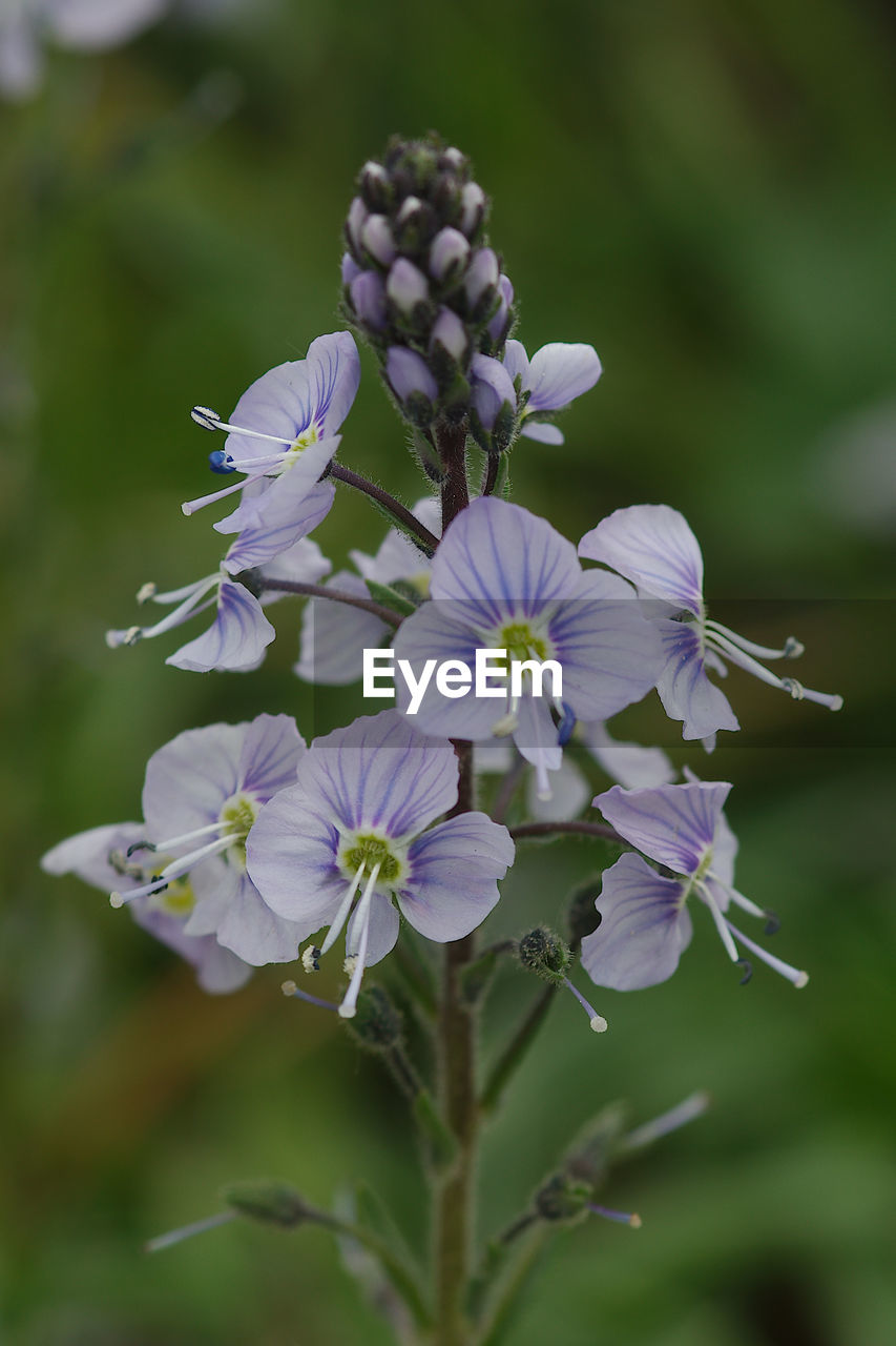 CLOSE-UP OF FLOWERING PLANT