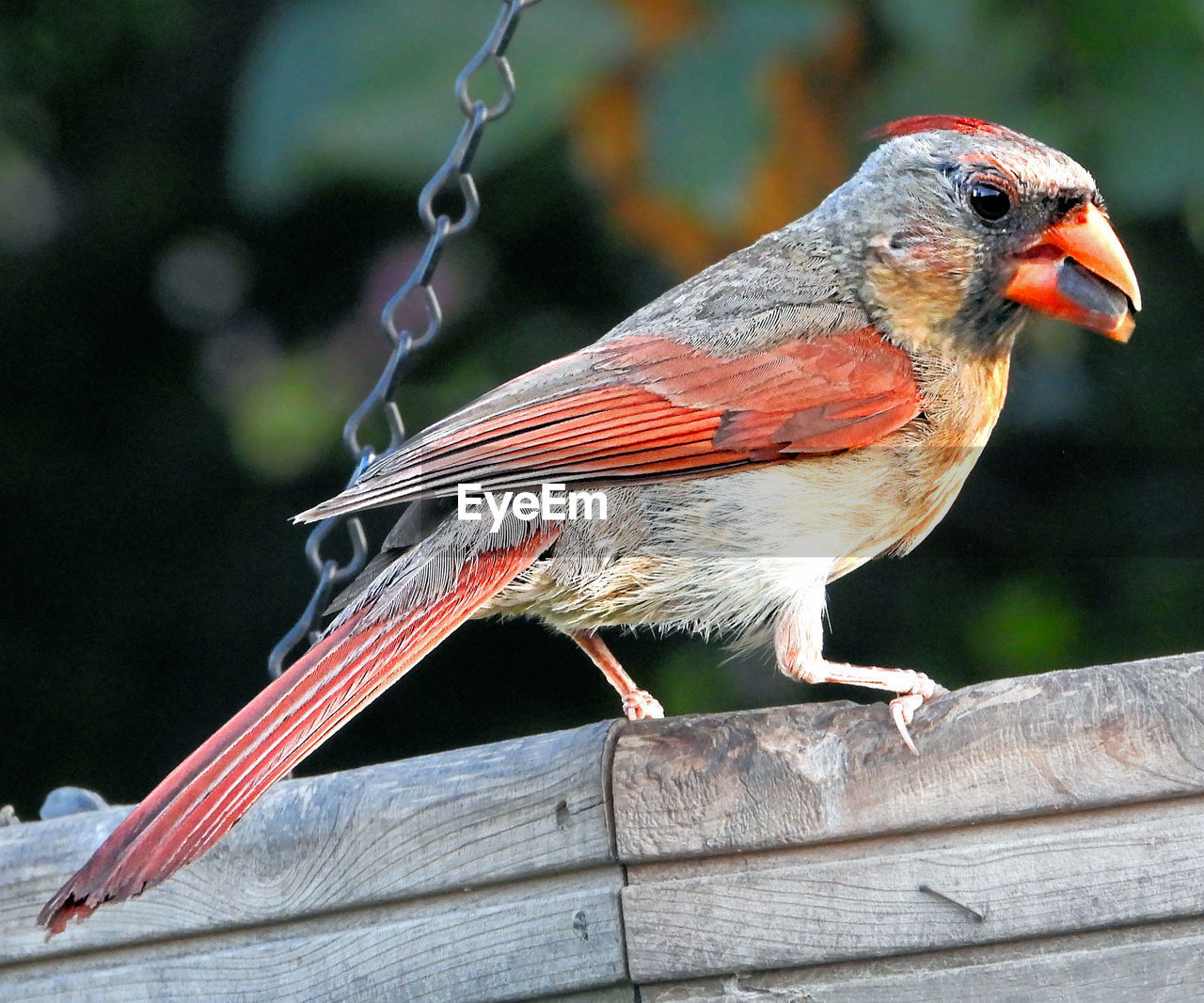 CLOSE-UP OF SPARROW PERCHING ON WOOD