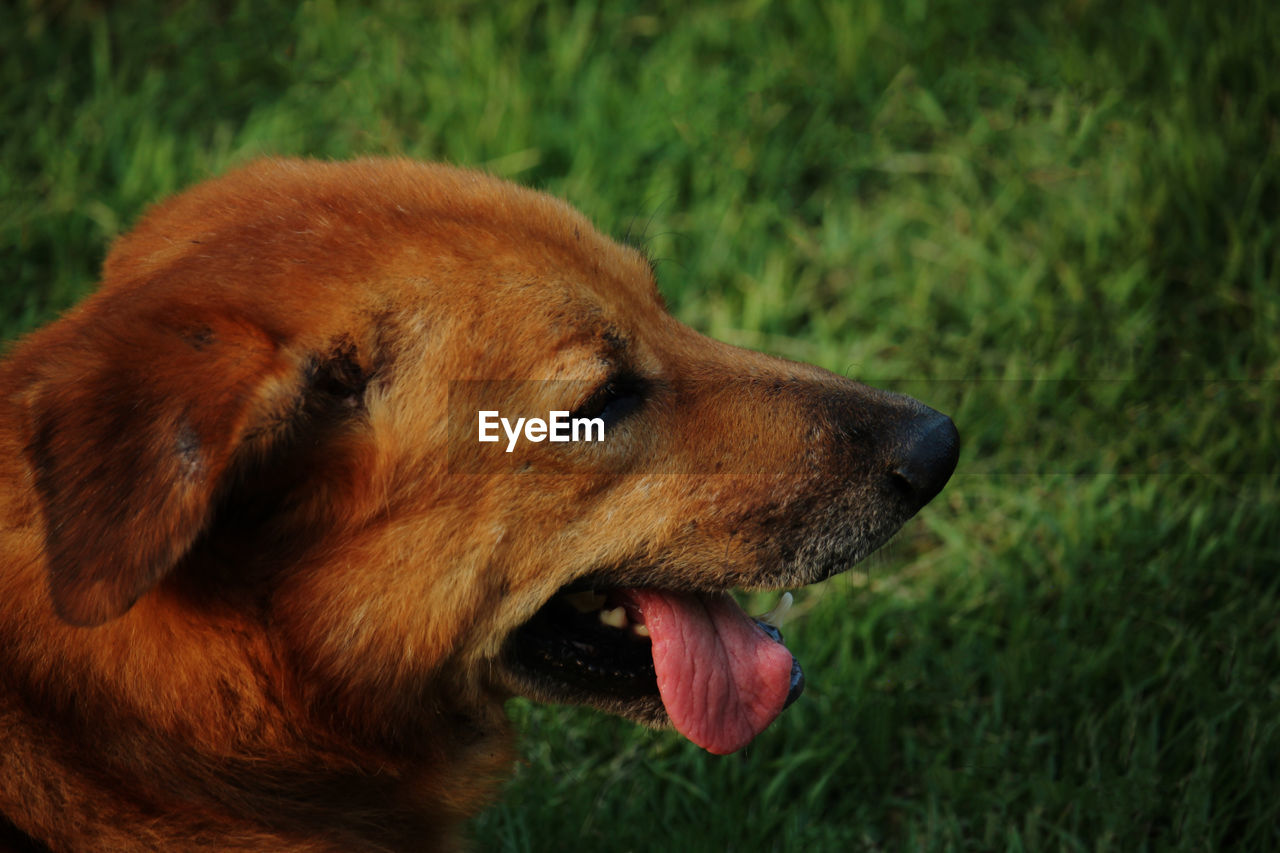 Close-up of a dog looking away