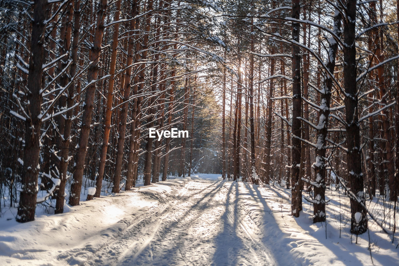 pine trees in forest during winter