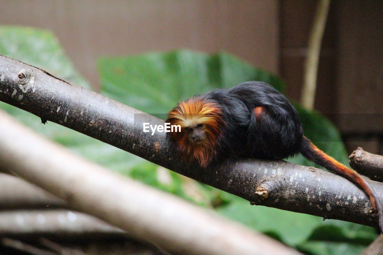 Golden headed lion tamarin on branch at london zoo