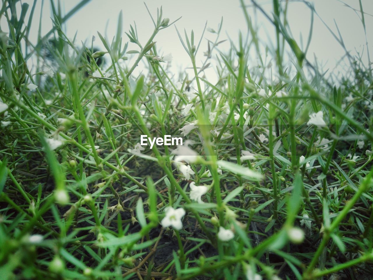 CLOSE-UP OF FRESH PLANTS ON FIELD