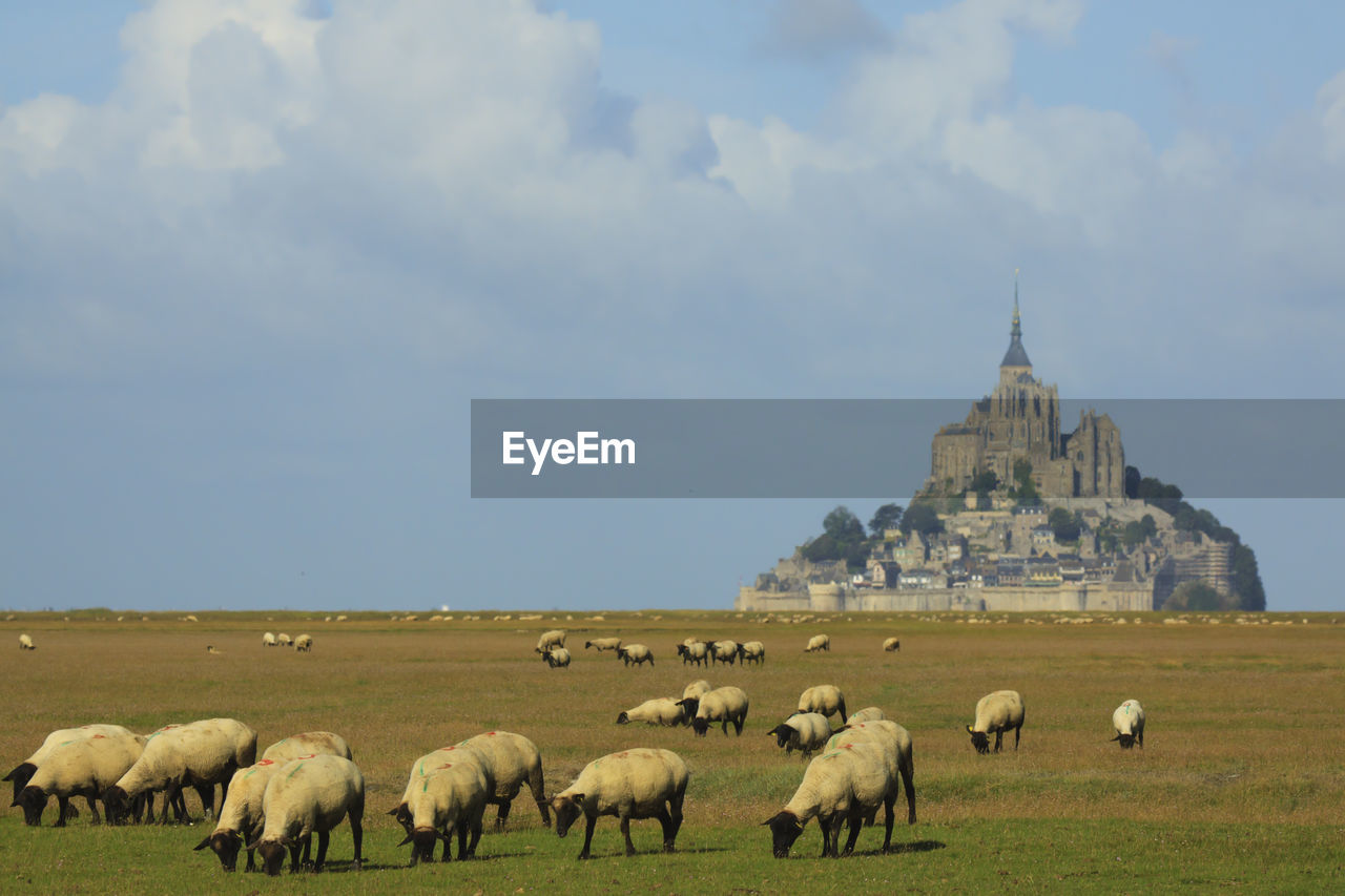 Flock of sheep and mont saint michel on grassy field in normandy, france