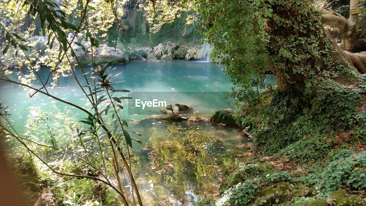 SCENIC VIEW OF LAKE AGAINST TREES