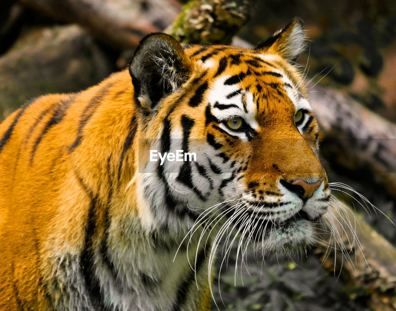 CLOSE-UP OF TIGER IN ZOO