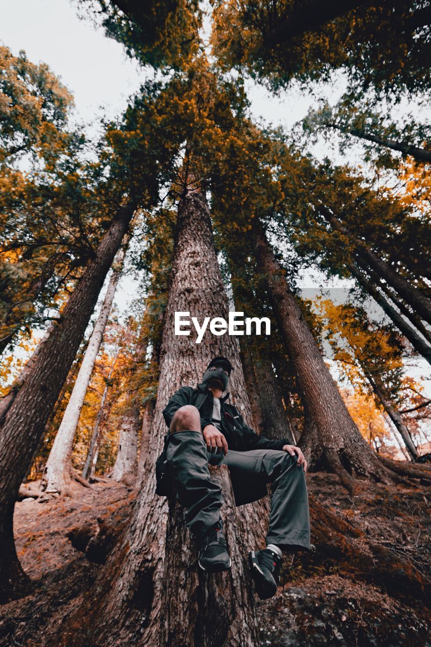 REAR VIEW OF COUPLE HOLDING HANDS ON TREE IN FOREST