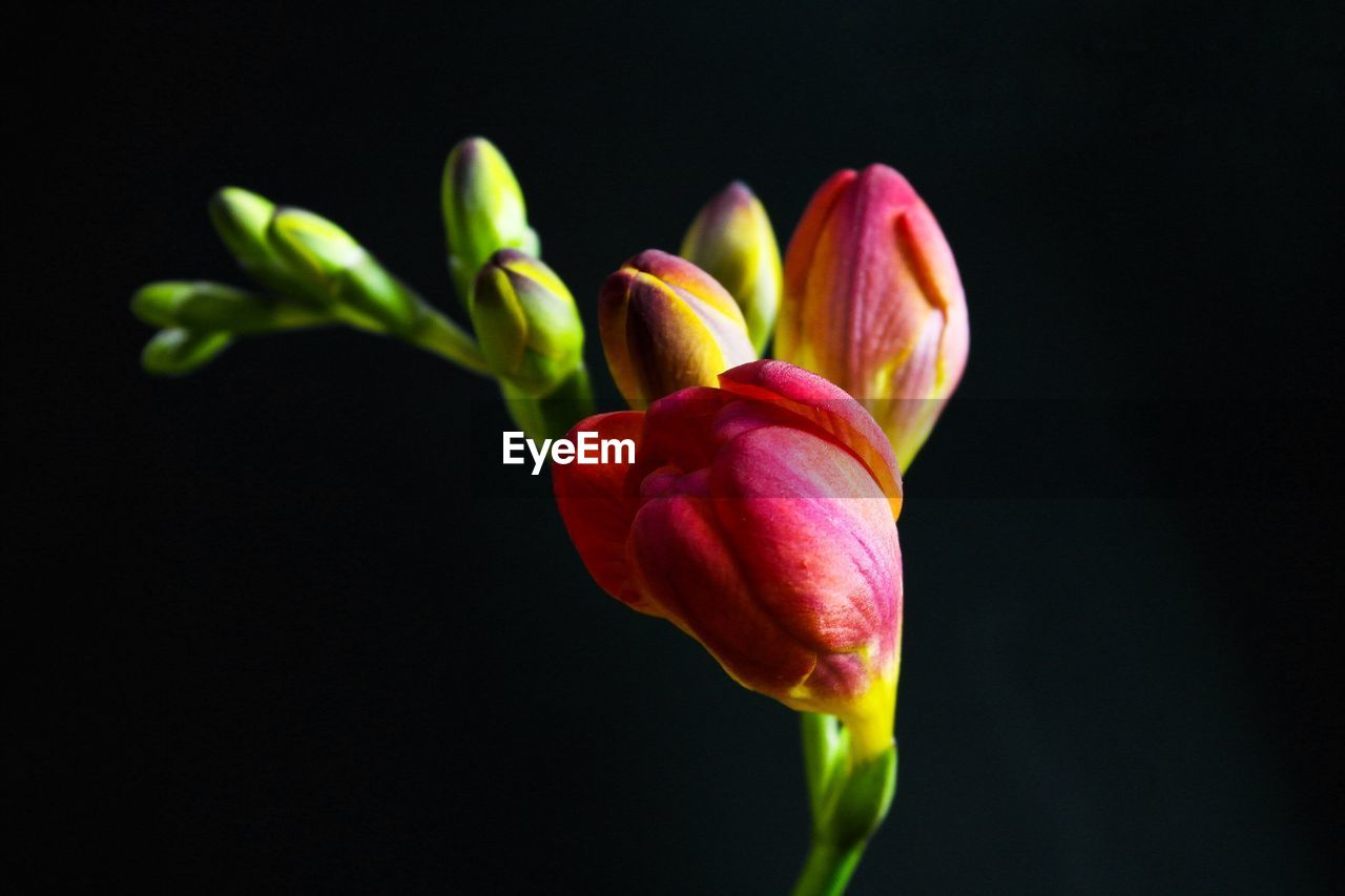 CLOSE-UP OF RED ROSE AGAINST BLACK BACKGROUND