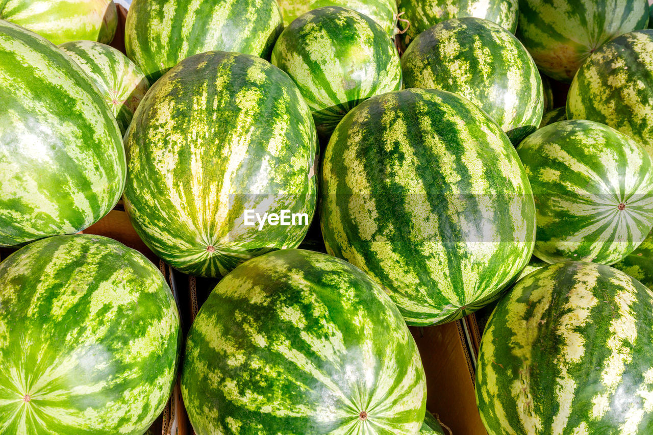 Sweet green-skinned striped watermelons on the market counter. large number of delicious watermelons