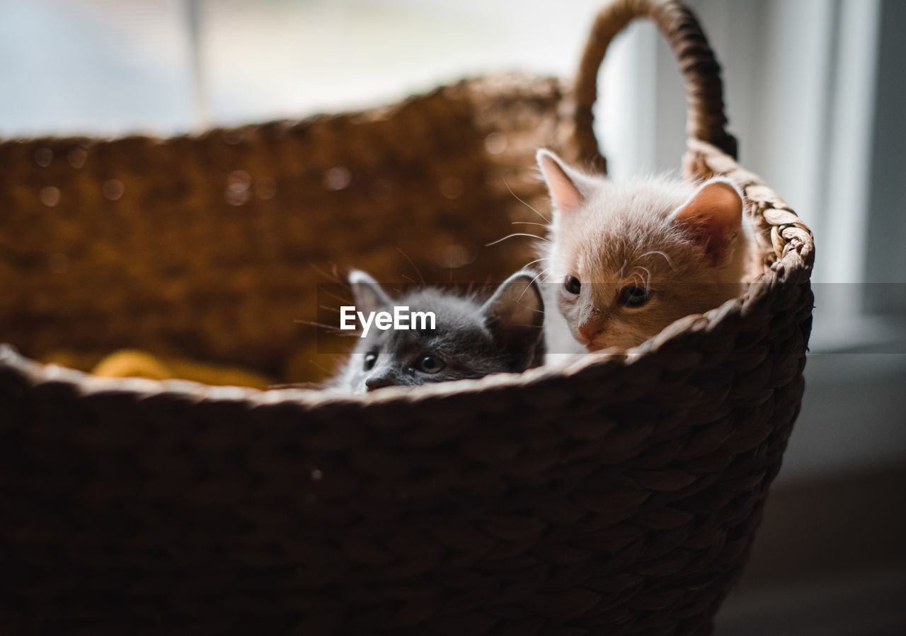 Two cute kittens peeking out over the top of a wicker basket.