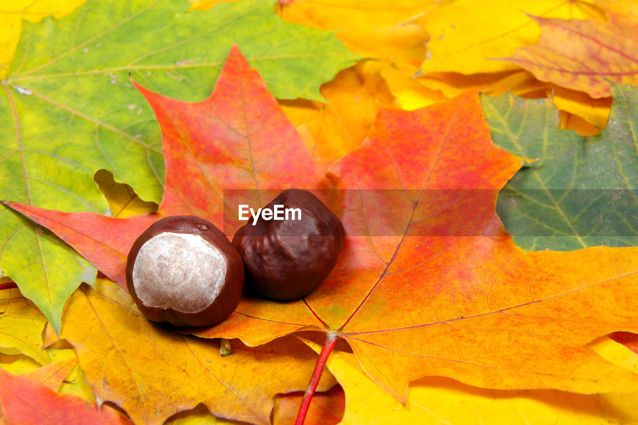 Close-up of chestnuts on maple leaf