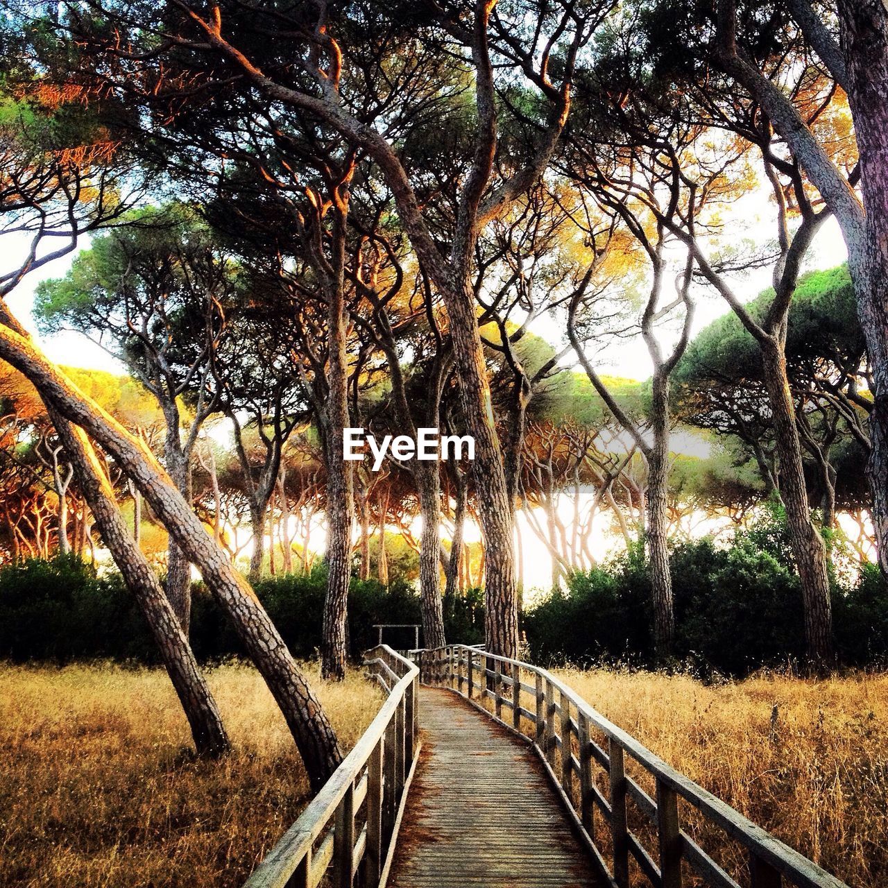 TREES ALONG FOOTPATH