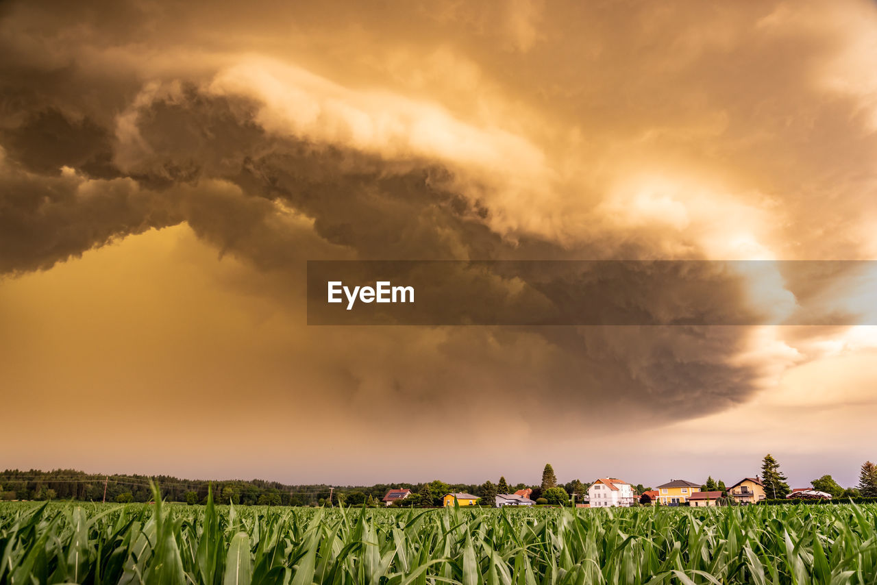 Scenic view of agricultural field against sky during sunset