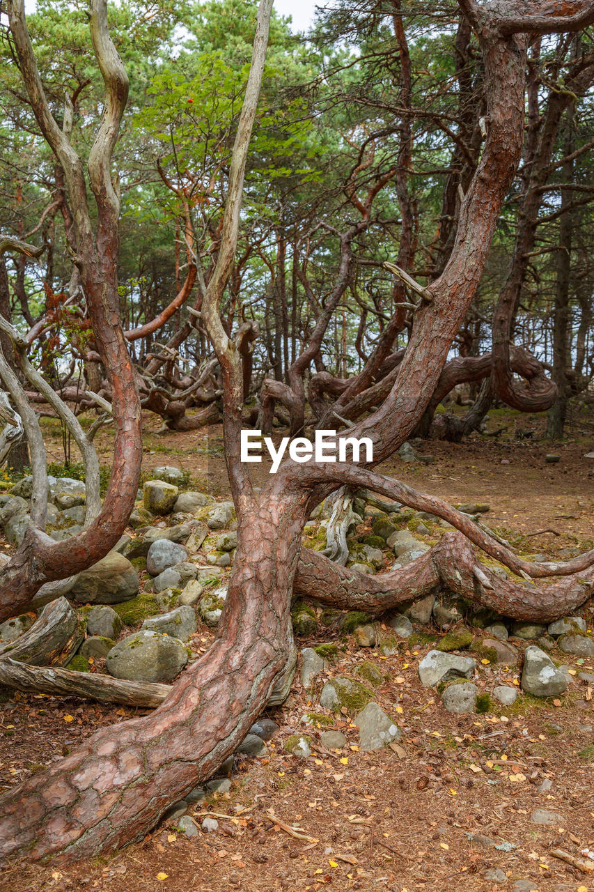 Windswept trees in a mysterious forest