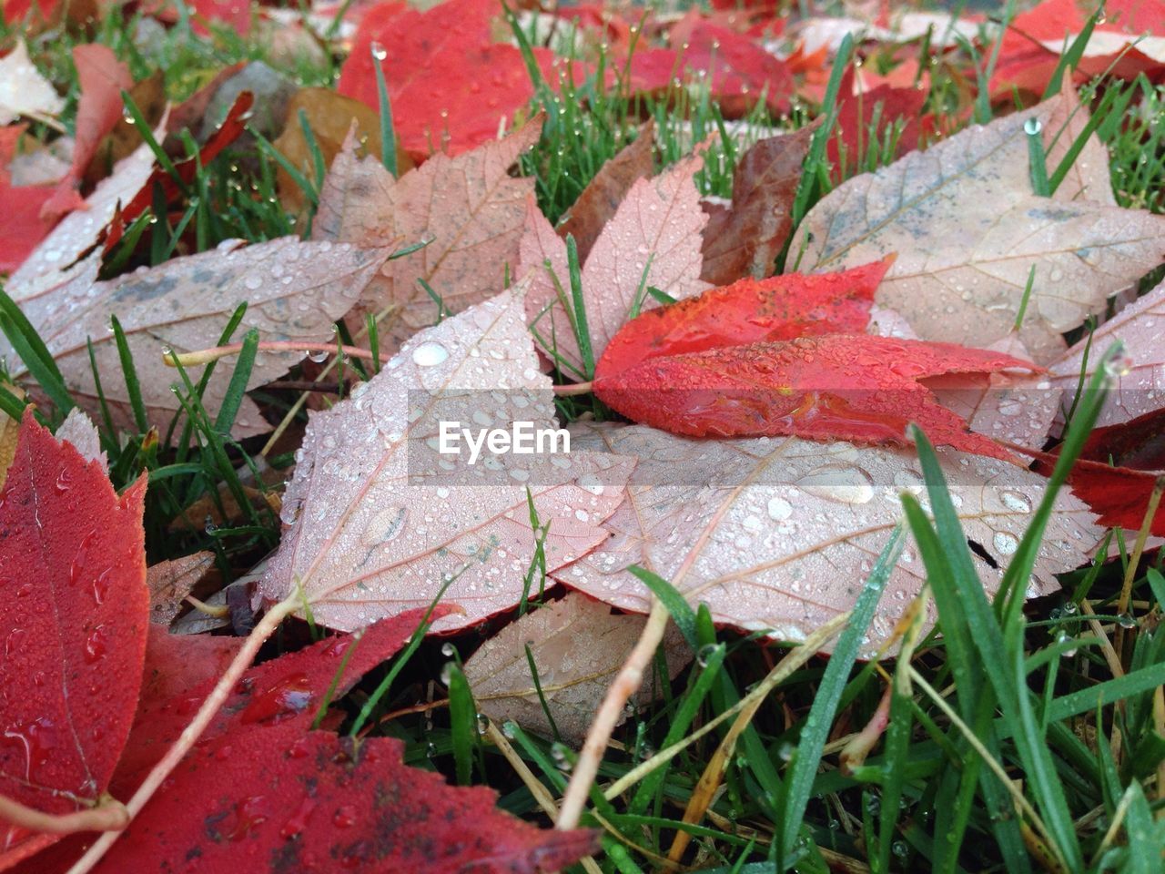 Wet red leaves on grass