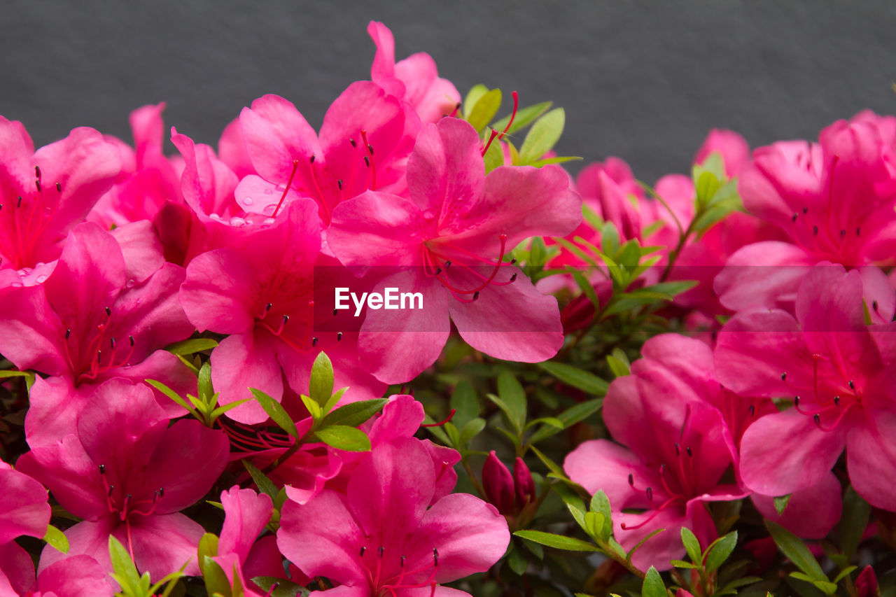 Close-up of pink flowering plants