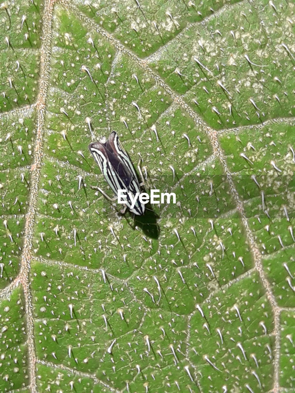 CLOSE-UP OF INSECT ON PLANT