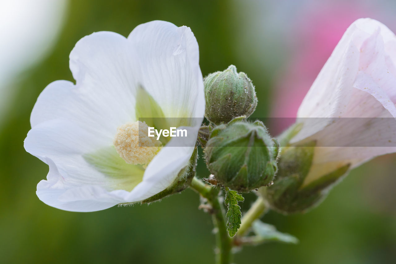 Close-up of white flower