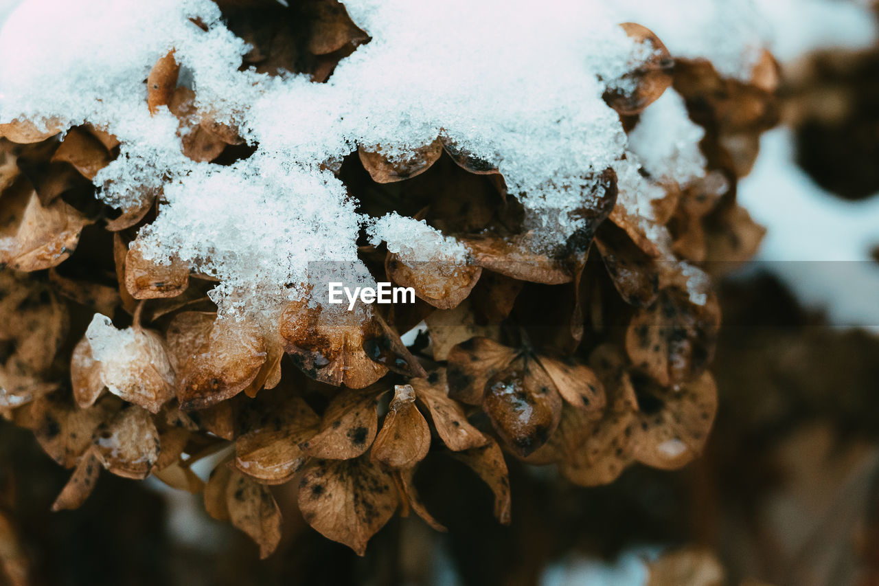 tree, close-up, nature, winter, macro photography, snow, leaf, branch, cold temperature, no people, flower, soil, focus on foreground, frozen, plant, ice, day, autumn, outdoors, food, brown, frost, dry, beauty in nature, land