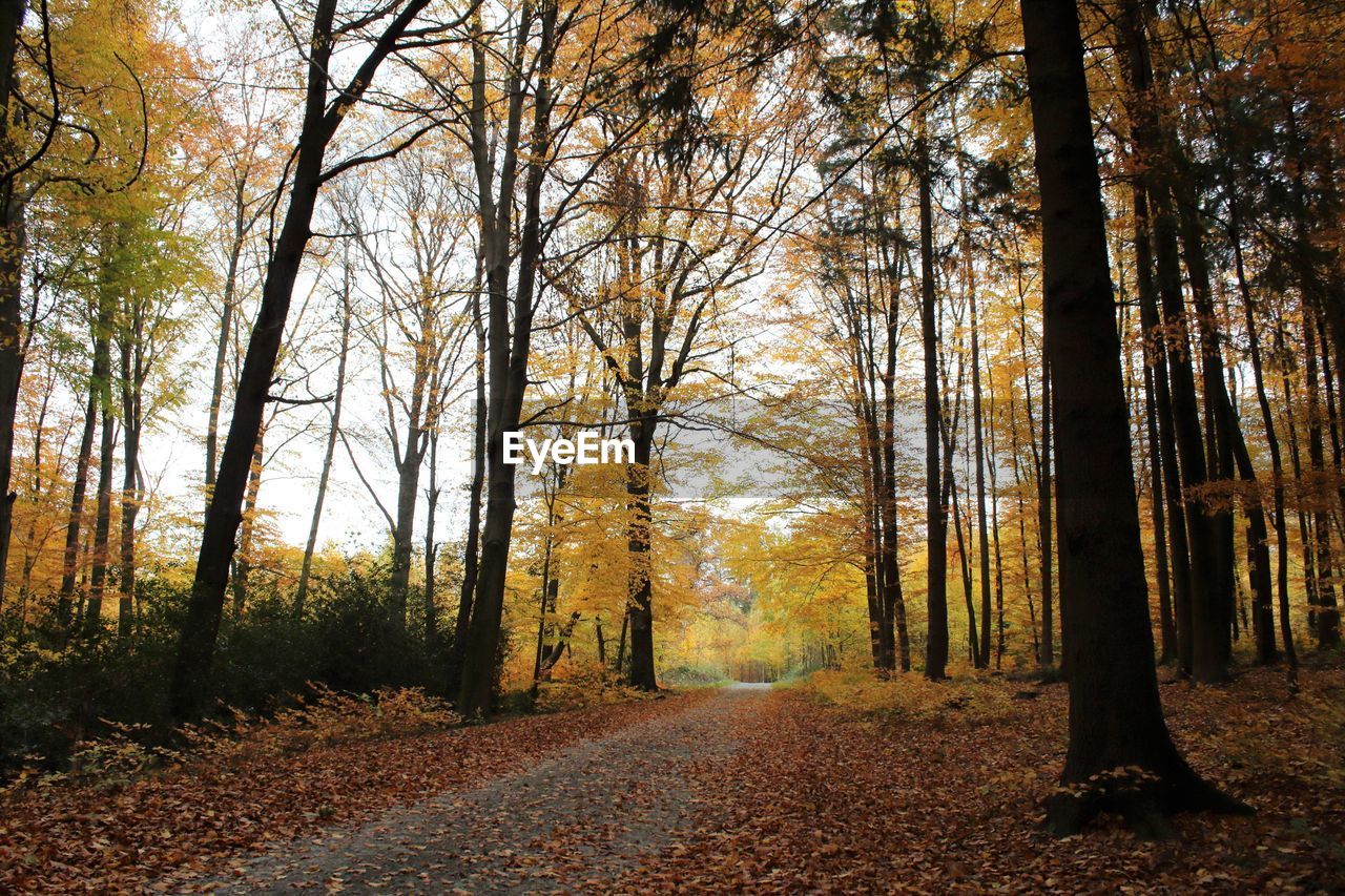 Trees in forest during autumn