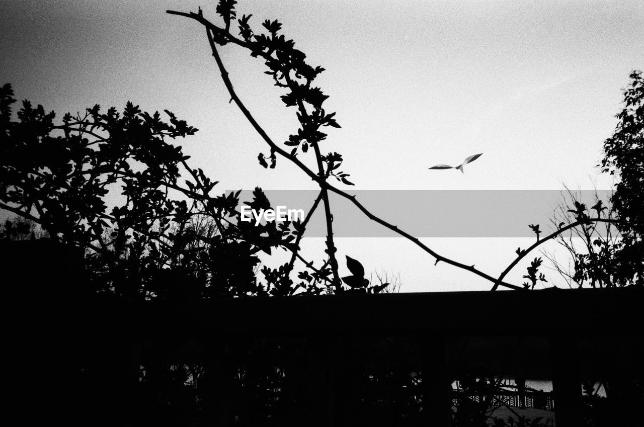 LOW ANGLE VIEW OF SILHOUETTE BIRDS FLYING IN THE SKY