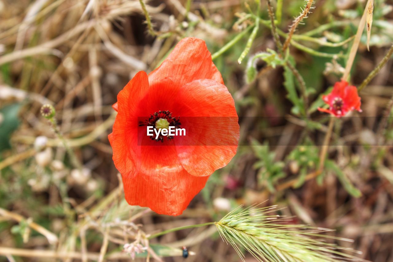 Close-up of red flower on field