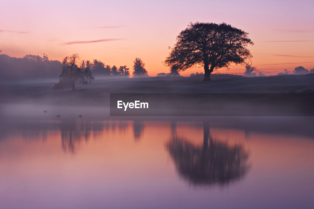 Reflection of tree in lake during foggy weather at sunset