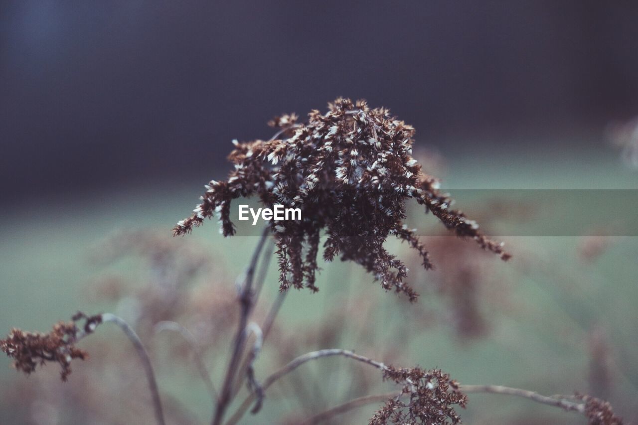 Close-up of plants growing outdoors