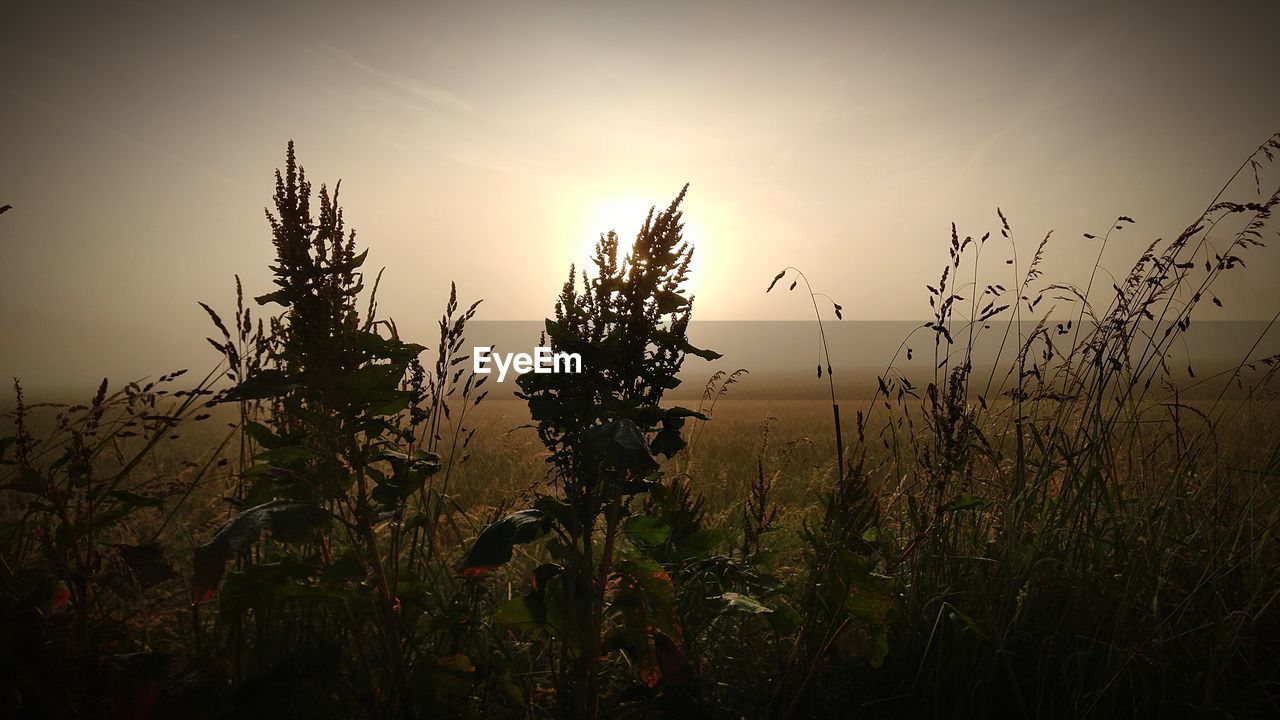 CLOSE-UP OF PLANTS GROWING ON FIELD AGAINST SKY