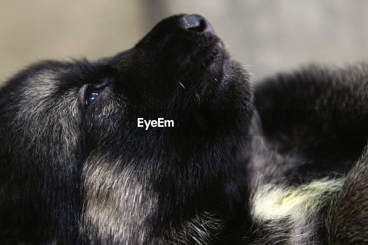 CLOSE-UP OF DOG RESTING ON BED