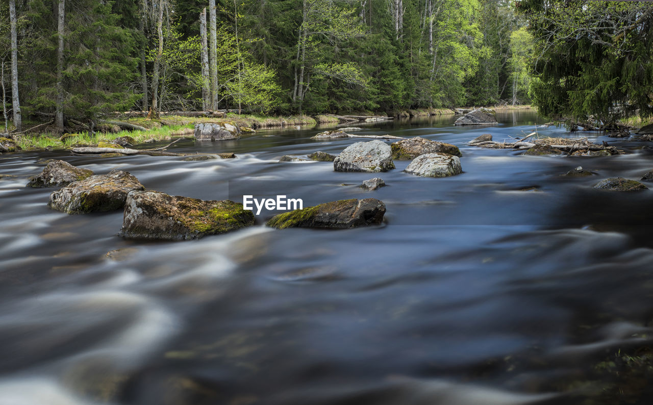 Surface level of stream flowing in forest