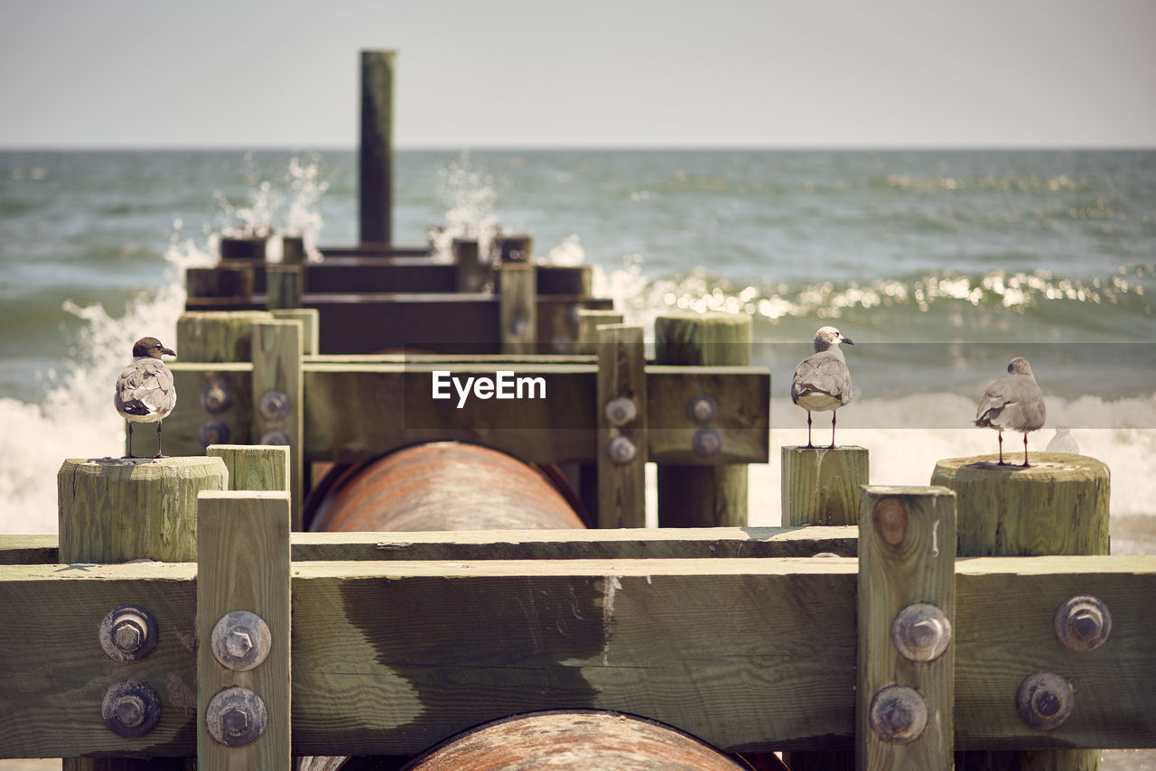 WOODEN POSTS ON BEACH