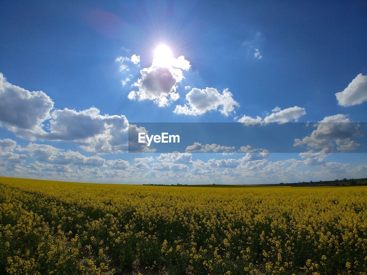 SCENIC VIEW OF YELLOW FIELD AGAINST SKY