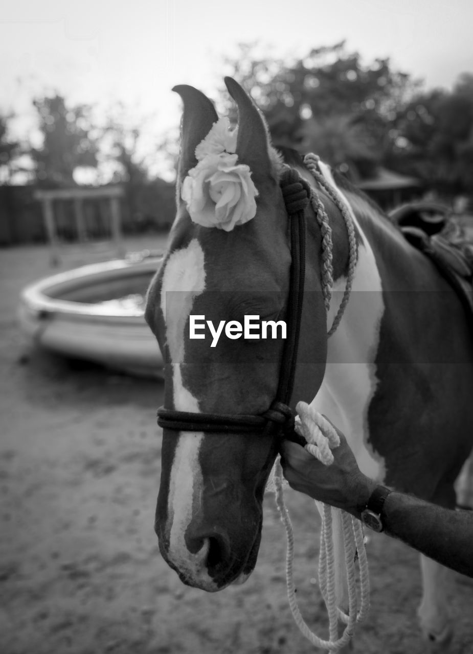 Close-up of horse in ranch