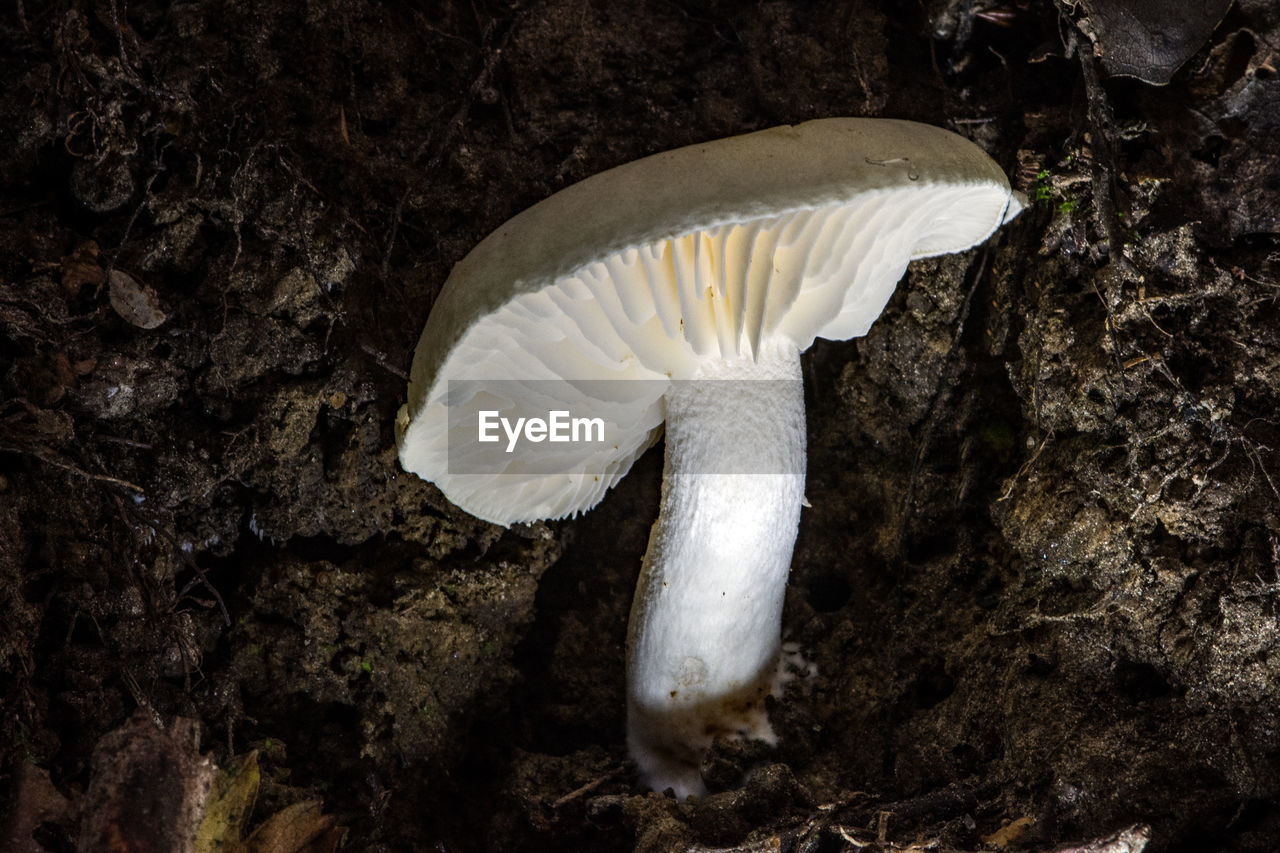 HIGH ANGLE VIEW OF A MUSHROOM