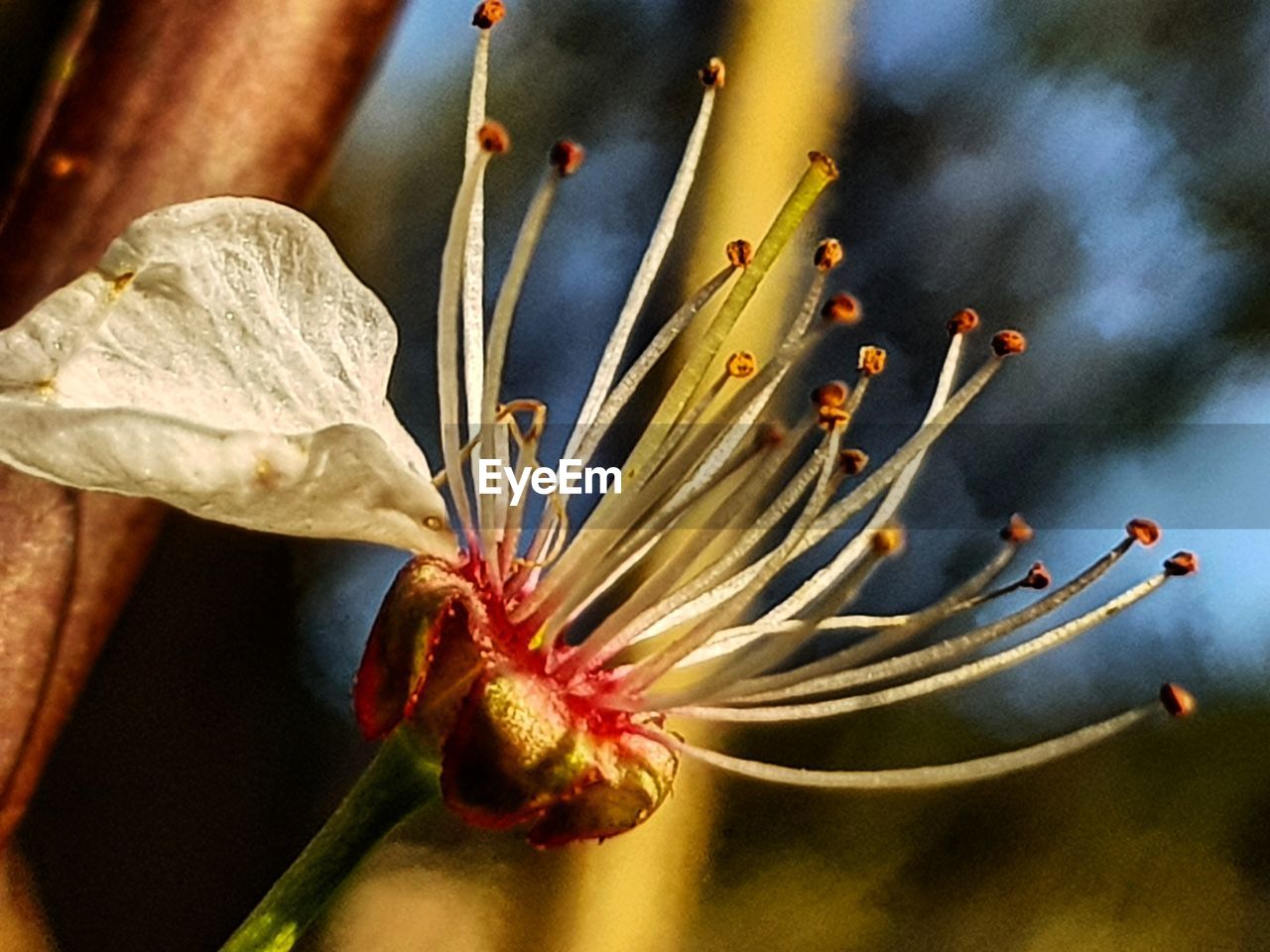 CLOSE-UP OF ROSE FLOWER